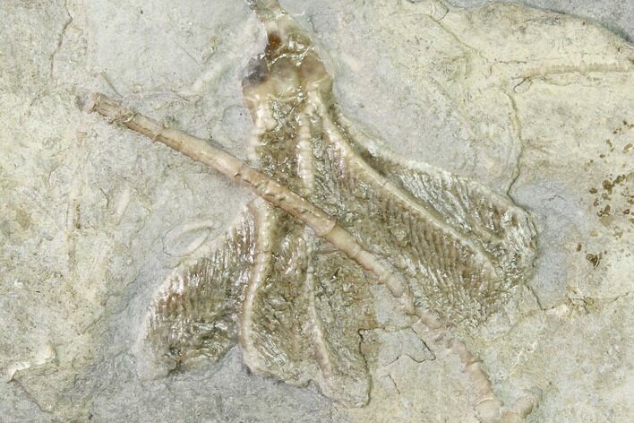 Fossil Crinoid (Dichocrinus) - Gilmore City, Iowa #148677